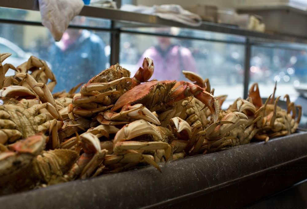 dungeness crabs