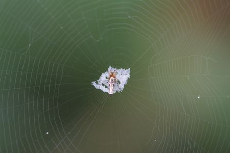 A Cyclosa ginnaga spider perched amid its silk web decoration looks strangely like the result of a bird relieved itself in the forest understory.