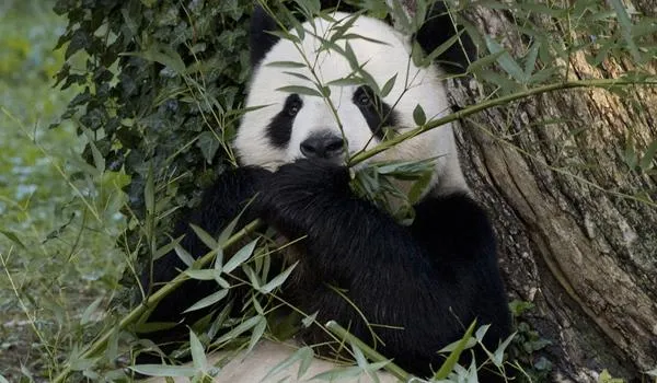 Tian Tian the panda munching on bamboo (mobile)