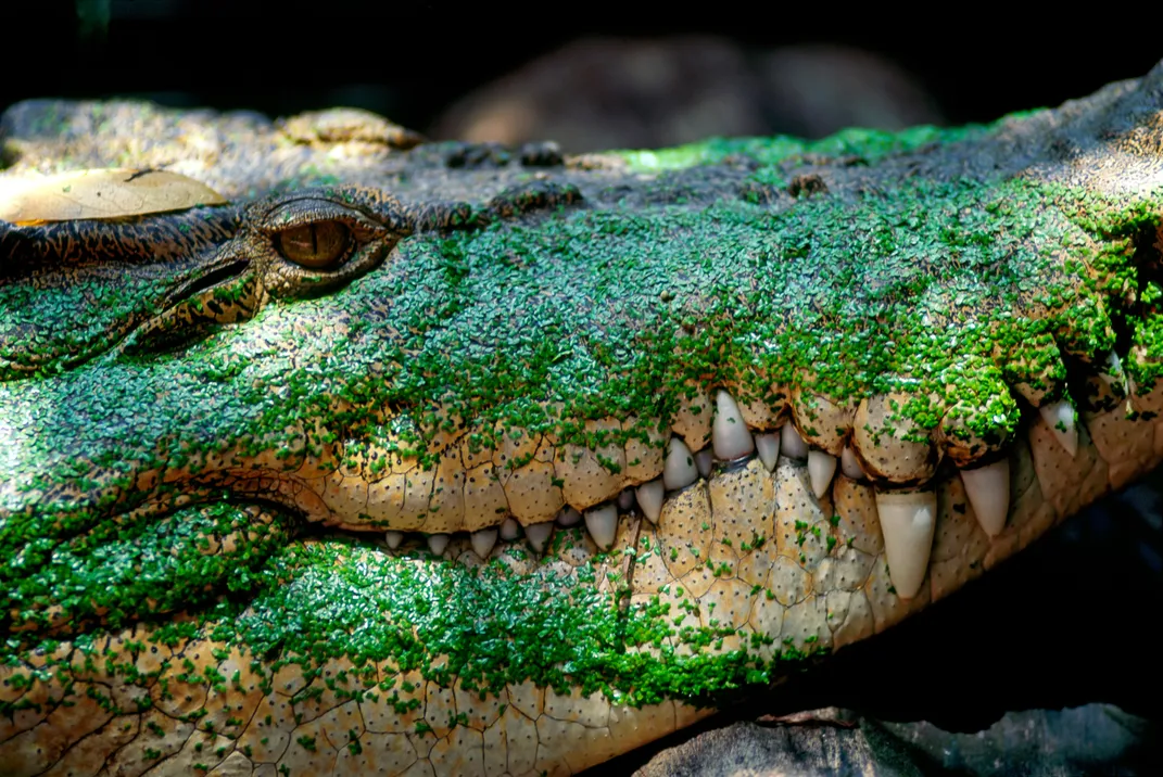 Crocodile skin is 10 times for sensitive than that of human fingertip