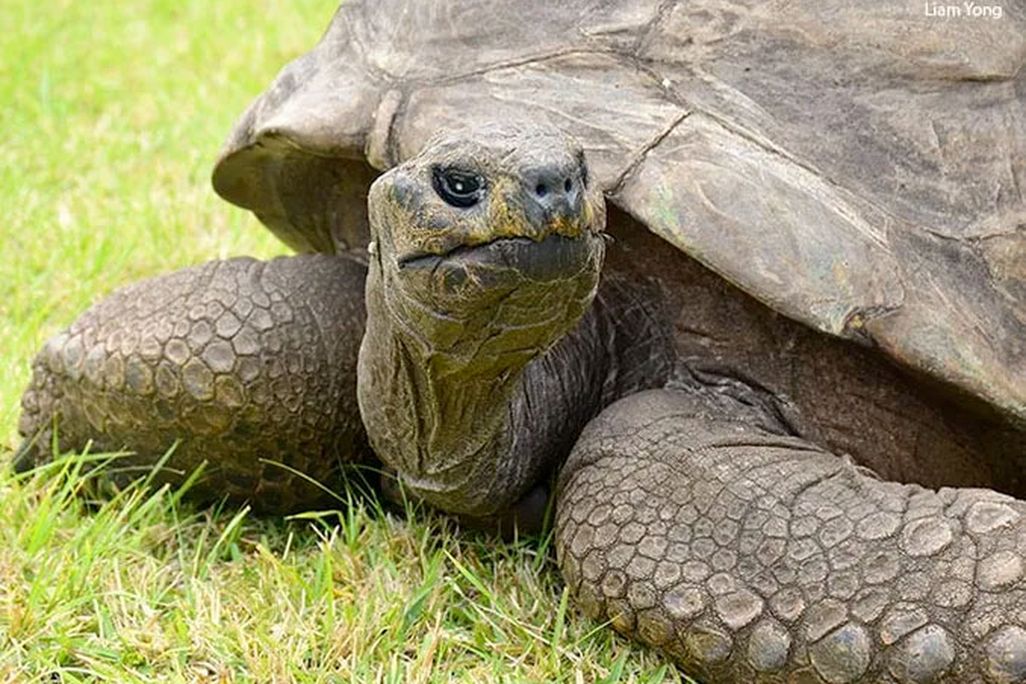 An close up image of a giant tortoise laying in the grass.