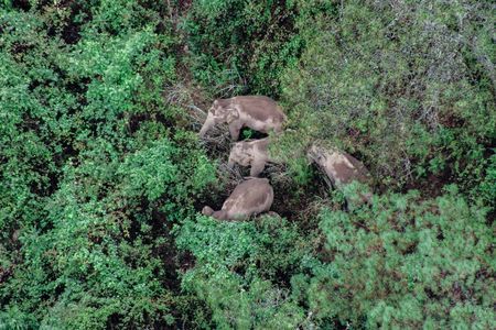 An aerial photo taken on June 5, 2021 shows the herd of Asian elephants in the Jinning District of Kunming, a populous city located in southwest China's Yunnan Province. 