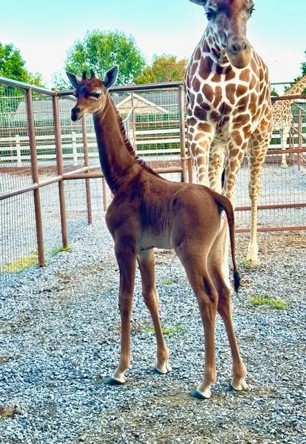 See the Rare Spotless Giraffe Born at a Tennessee Zoo, Smart News