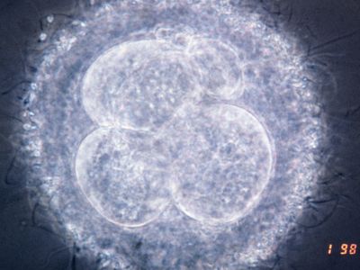 A human embryo at the four-cell stage.