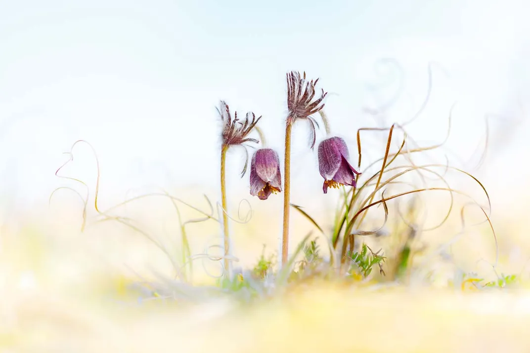 purple flowers point down in an artistically blurred image