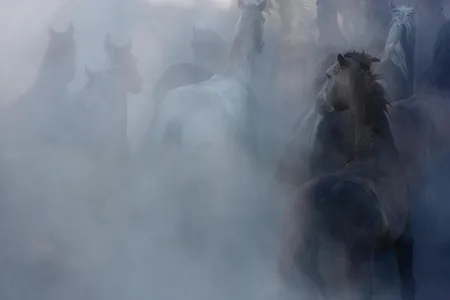 Equus first evolved in North America millions of years ago.