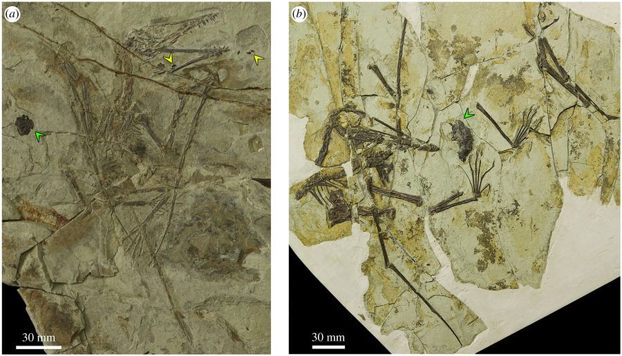 Two fossilized pterosaurs with pellets