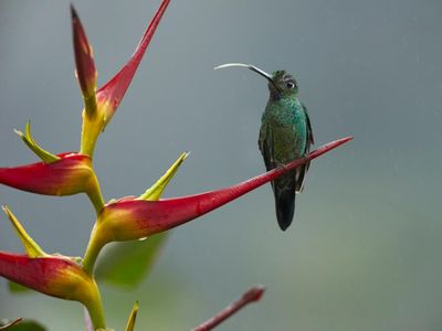 A hummingbird sticks out its tongue in Ecuador. 