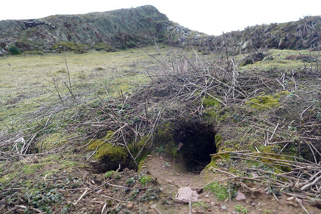 burrow