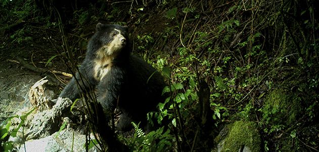 Bears-Andean-YACHAK-631.jpg