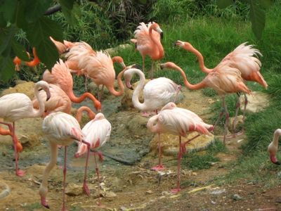 Flamingos at the the Jerusalem Biblical Zoo in Israel, possibly contemplating their escape