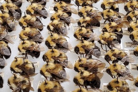 These bumblebees were part of a mass digitization project at the Smithsonian’s National Museum of Natural History. Pinned underneath each bee is important information about where the bees were collected, when and by whom. (Margaret Osborne, Smithsonian Institution)