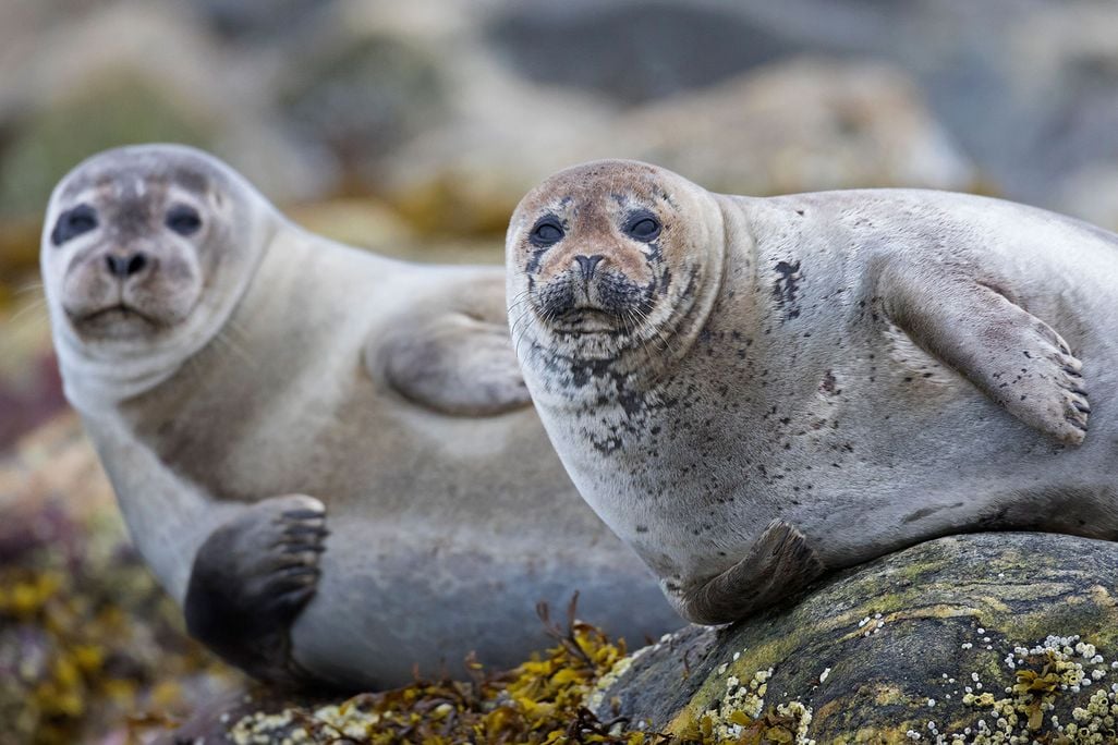 Seals