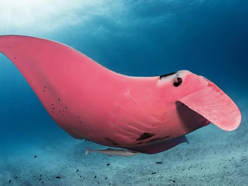 Rare Pink Manta Ray Spotted Near Australia's Lady Elliot Island, Smart  News