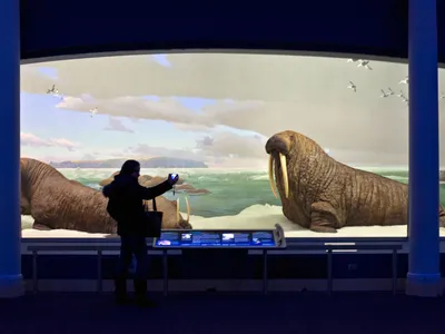 The walrus diorama at the American Museum of Natural History in New York, photographed in 2009, includes a "realistic" marine background.