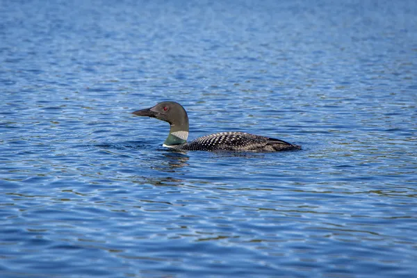 Loon joining us for a Canoe excursion in Maine thumbnail