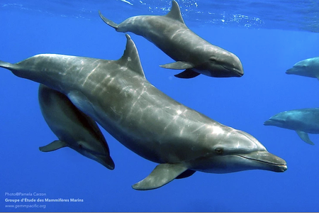 The bottlenose mother, pictured here with her adoptive whale calf and biological daughter, exhibited unusually tolerant behavior
