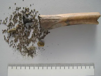 The hollow bone containing the seeds was discovered at a Roman-era settlement in 2017.