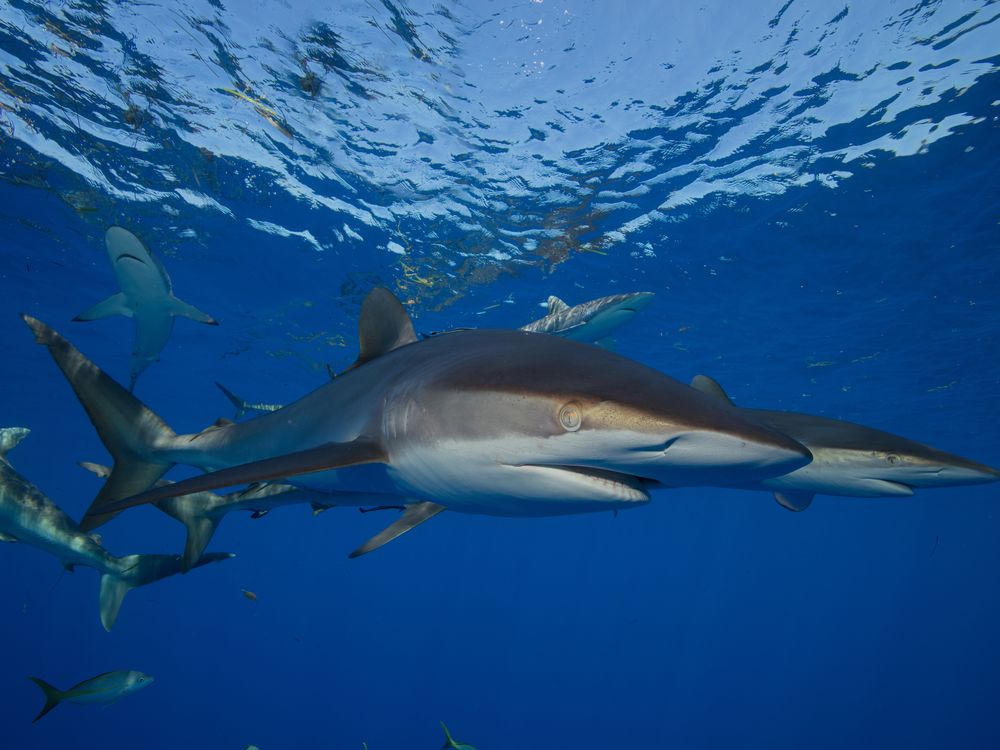 Silky sharks in the ocean