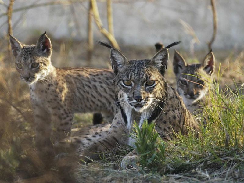 Iberian lynx with cubs