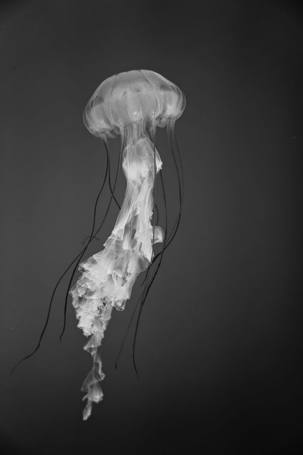 A jellyfish floats through the water thumbnail