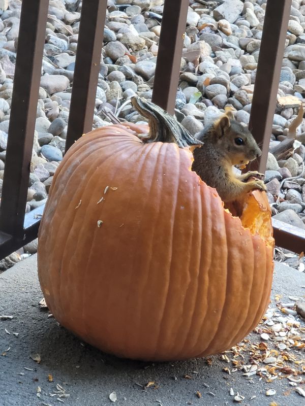 A squirrel inside a pumpkin thumbnail