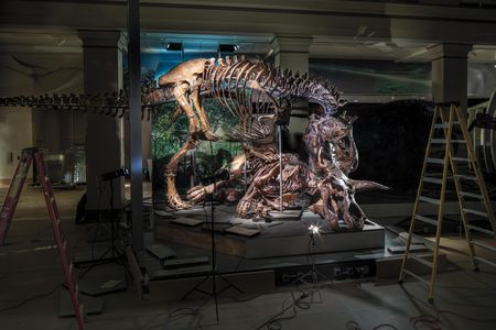 T. rex moves in for the kill on a doomed Triceratops—an herbivore that existed mainly on a diet of 
palm fronds.