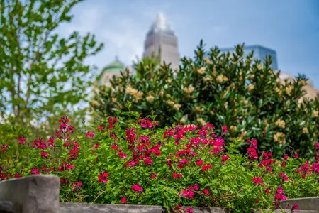 A glimpse at the green spaces and skyline of Charlotte