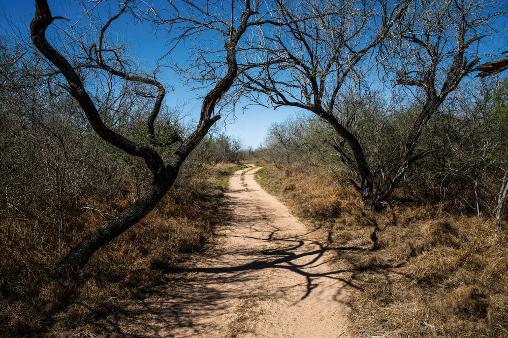 a trail among brush