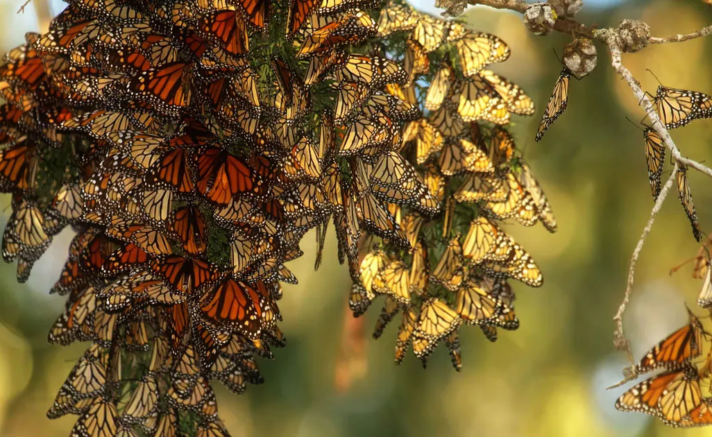 Cluster of Monarchs