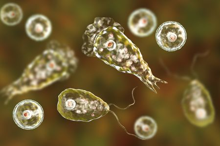 Computer illustration of&nbsp;Naegleria fowleri&nbsp;
