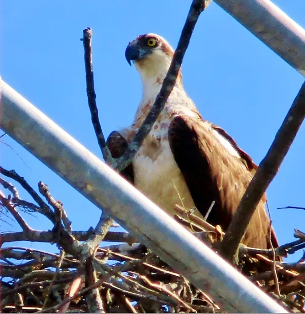 Female Osprey. thumbnail