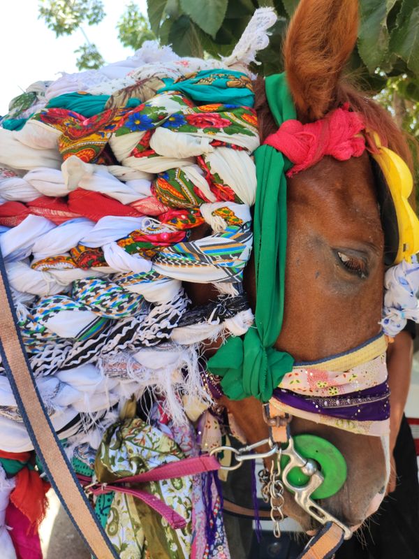 Muslim mourning horse thumbnail