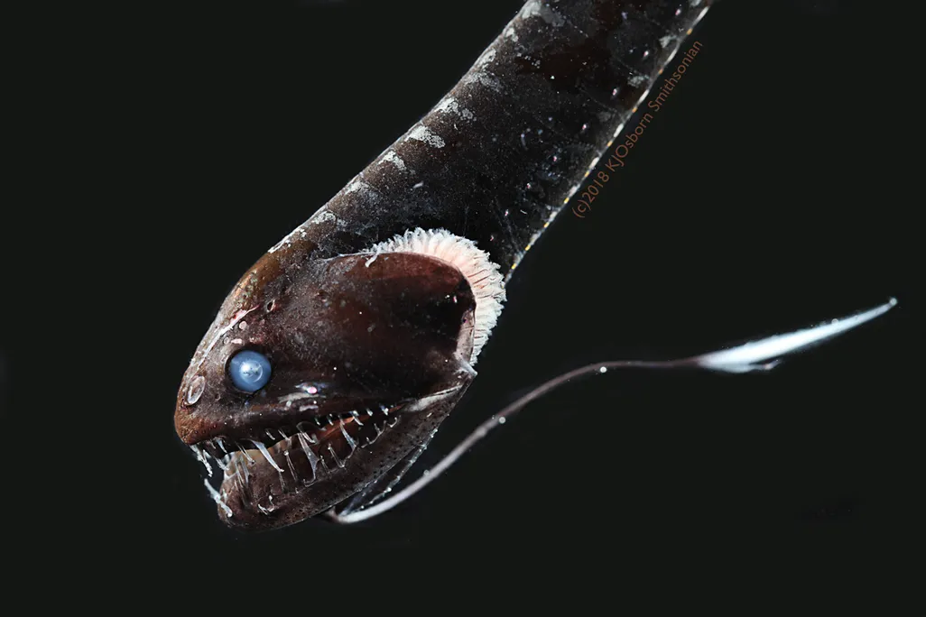 Idiacanthus