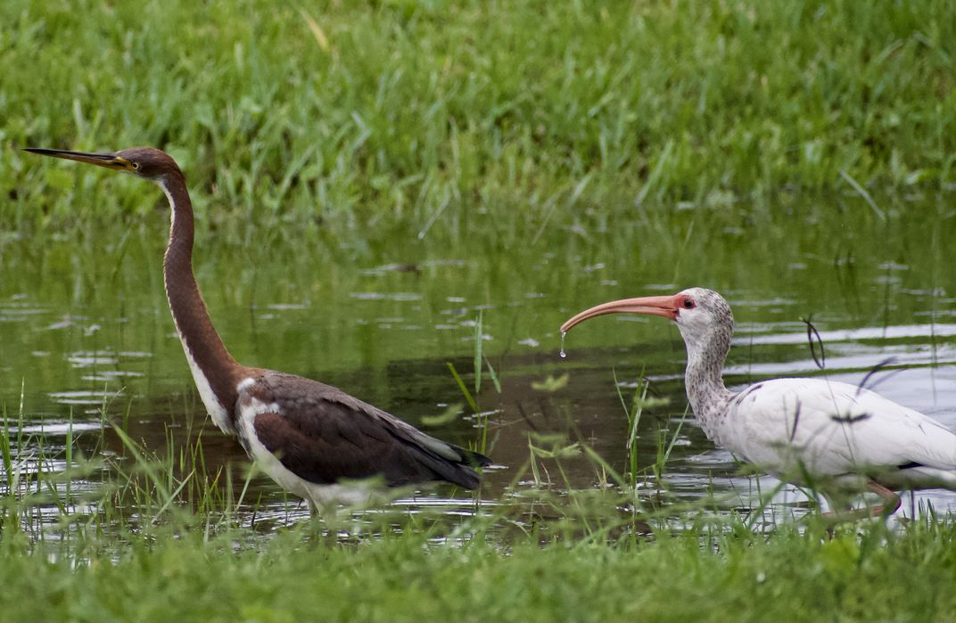 Tricolor heron and white ibis | Smithsonian Photo Contest | Smithsonian ...