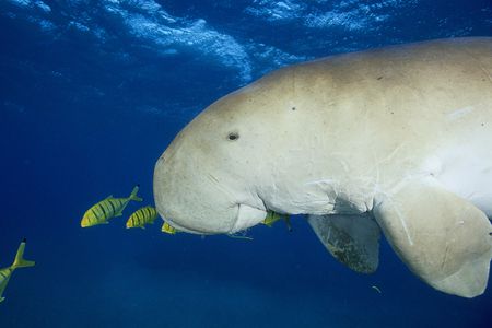 Dugongs have disappeared from waters off of China.