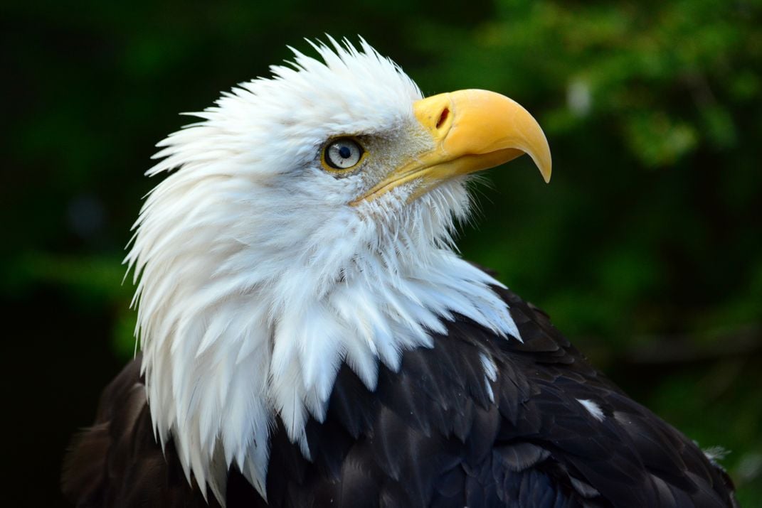 American Bald Eagle | Smithsonian Photo Contest | Smithsonian Magazine