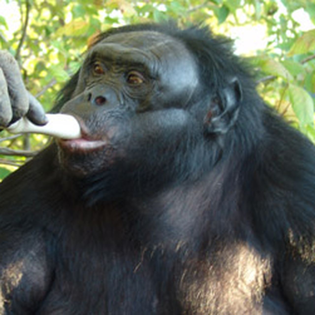 Six Talking Apes