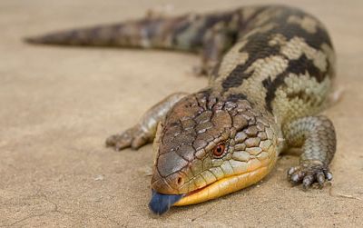 The bluetongue skink. Note the blue tongue.