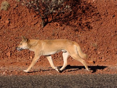 A dingo walks along a road in southern Australia. 