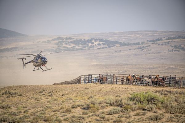 Chasing Wild Horses thumbnail