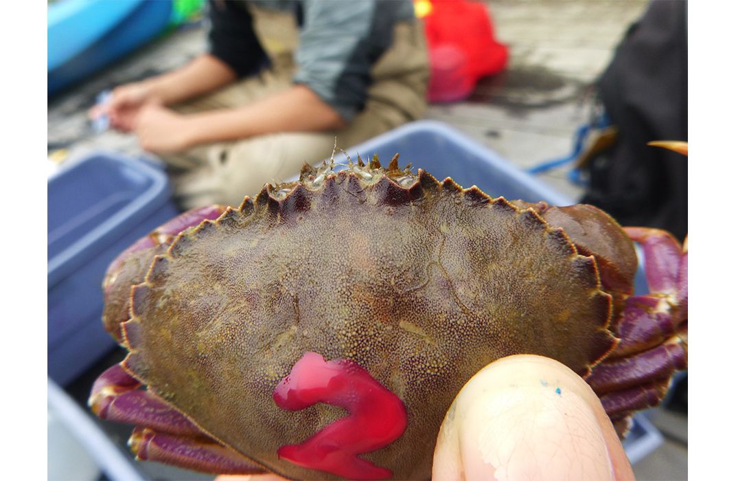 Native West Coast Crab