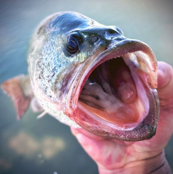 Big Mouth Bass Lake Fishing thumbnail