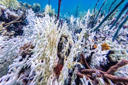 Colorless corals