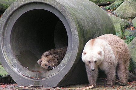 Polar bear-brown bear hybrids like this pair at Germany’s Osnabrück Zoo are becoming more common as melting sea ice forces the two species to cross paths.