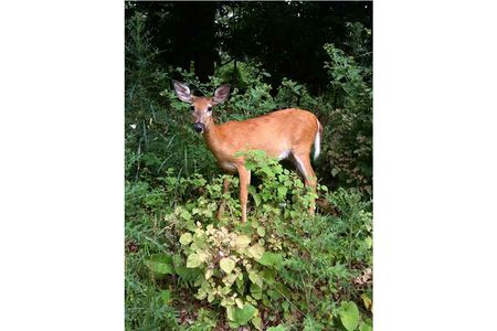 “One out of every four deer that you see on your lawn or in the woods is infected with malaria,” says Ellen Martinsen. 