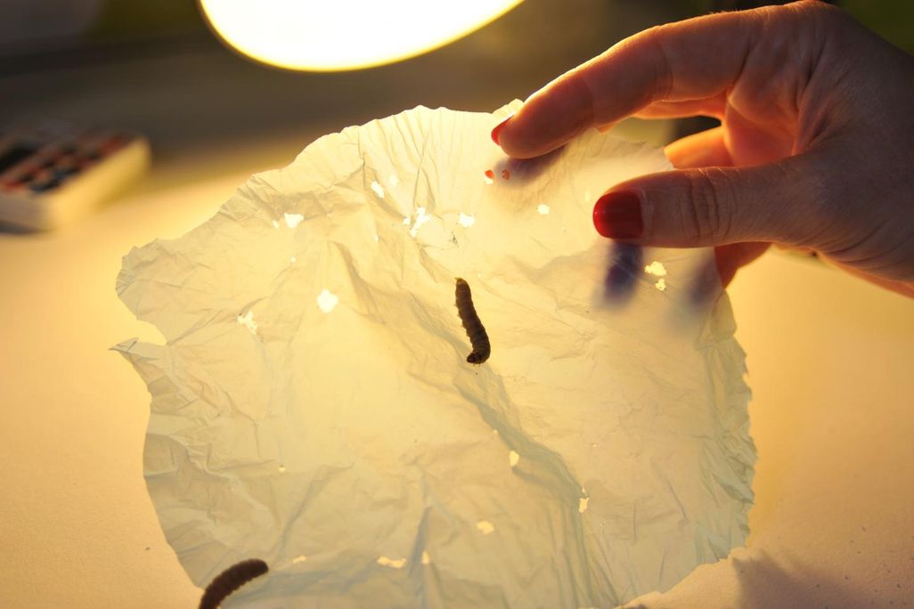 Waxworms and Plastic