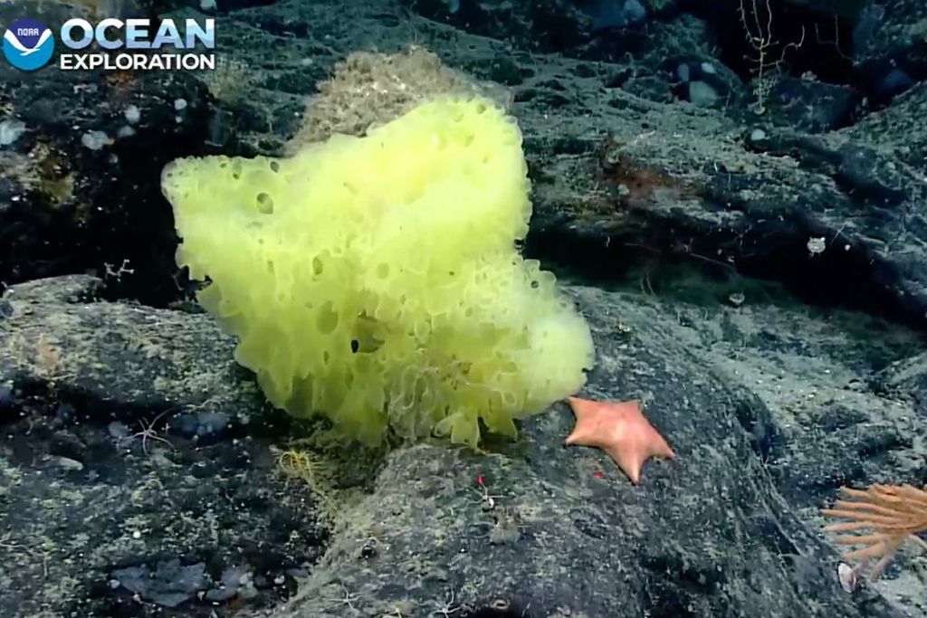 An underwater image of a yellow sea sponge next to a smaller bright pink starfish. Both are resting on large black rocks.