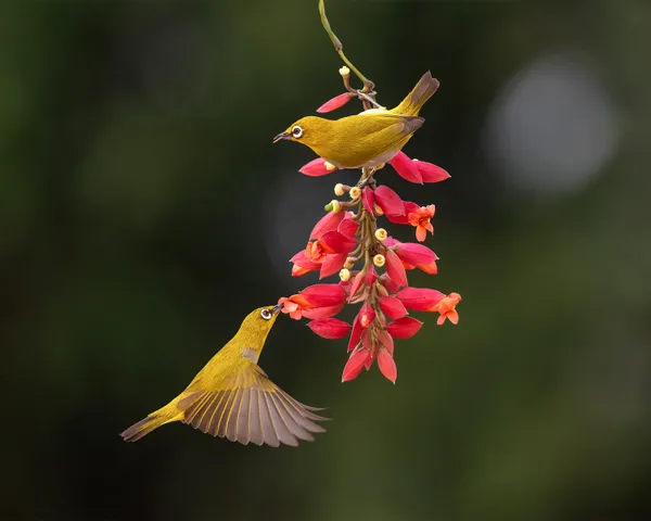 A pair of eyes thumbnail