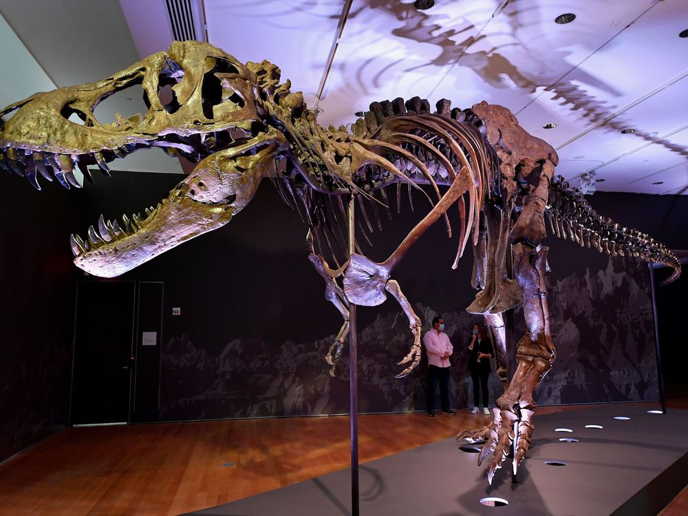 Tyrannosaurus rex may have been three separate species, say scientists, rex  